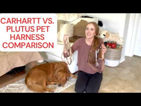 Video: the Plutus Pet no-pull harness tested on a Golden Retriever