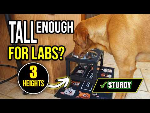 Video: a Labrador eating from the SHAINFUN adjustable elevated feeder, with assembly shown
